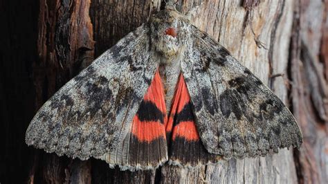  Underwing Moth - A Tiny Creature that Flutters and Leaps Across the Night Sky!