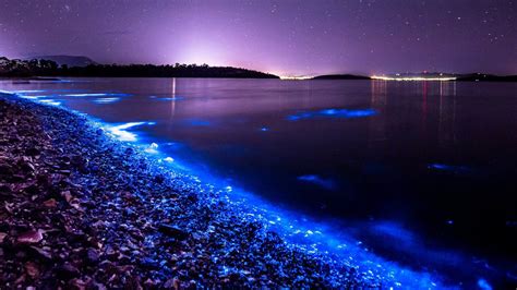  Xanthohydra! A Bioluminescent Beauty Shining Bright in the Depths