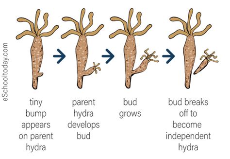  Hydra! 자라나는 다세포 동물의 신비로운 세상을 탐험해 보세요