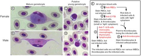   Leucocytozoon! 이 백혈구를 감염시키는 기생충은 어떤 생명체일까요?