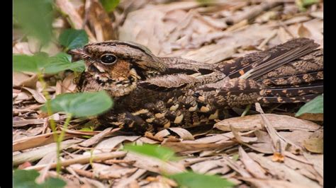  Nightjar, A Master of Camouflage With Feathers Perfectly Mimicking Bark!